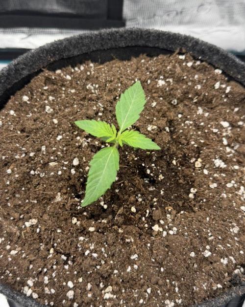 ｆｒｏｓｔｅｄｇｕａｖａ ❄️   | by Green House Seeds. Week 1