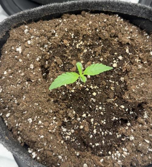ｆｒｏｓｔｅｄｇｕａｖａ ❄️   | by Green House Seeds. Week 1