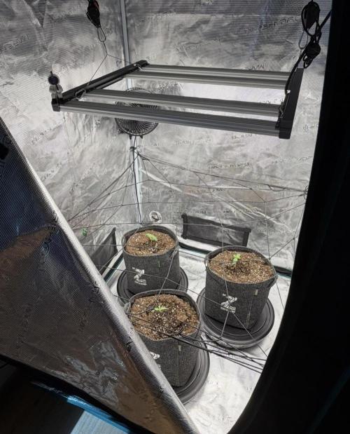 ｆｒｏｓｔｅｄｇｕａｖａ ❄️   | by Green House Seeds. Week 1