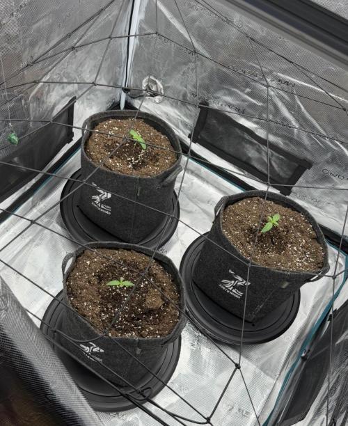 ｆｒｏｓｔｅｄｇｕａｖａ ❄️   | by Green House Seeds. Week 1