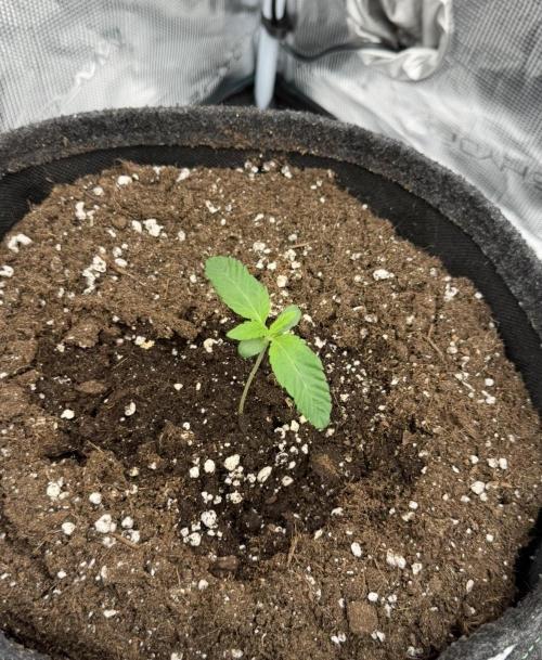 ｆｒｏｓｔｅｄｇｕａｖａ ❄️   | by Green House Seeds. Week 1
