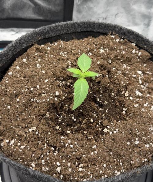 ｆｒｏｓｔｅｄｇｕａｖａ ❄️   | by Green House Seeds. Week 1