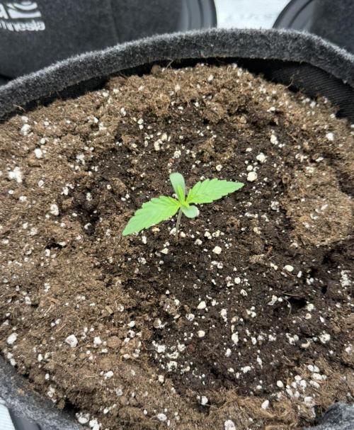 ｆｒｏｓｔｅｄｇｕａｖａ ❄️   | by Green House Seeds. Week 1