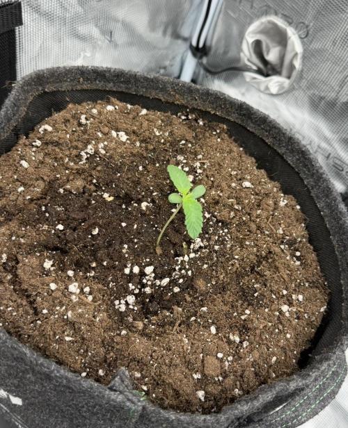 ｆｒｏｓｔｅｄｇｕａｖａ ❄️   | by Green House Seeds. Week 1