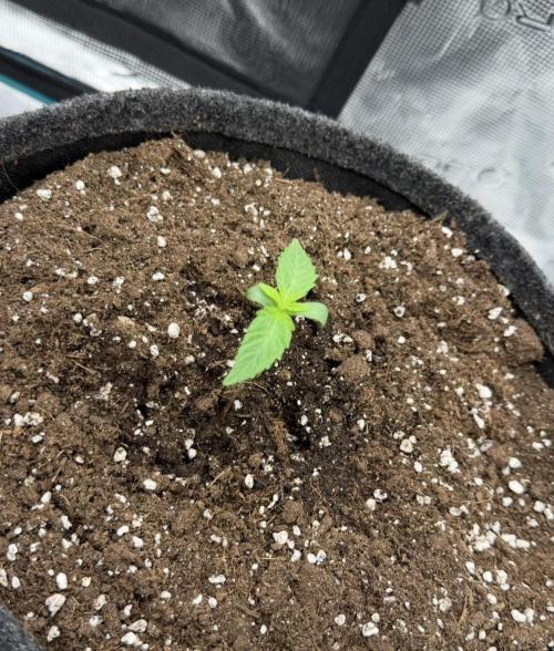 ｆｒｏｓｔｅｄｇｕａｖａ ❄️   | by Green House Seeds. Week 1