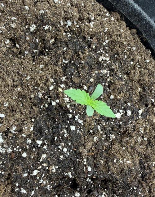 ｆｒｏｓｔｅｄｇｕａｖａ ❄️   | by Green House Seeds. Week 1