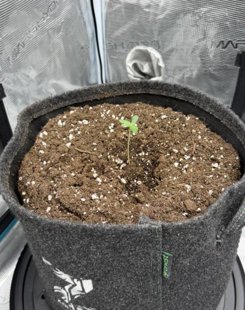 ｆｒｏｓｔｅｄｇｕａｖａ ❄️   | by Green House Seeds. Week 1