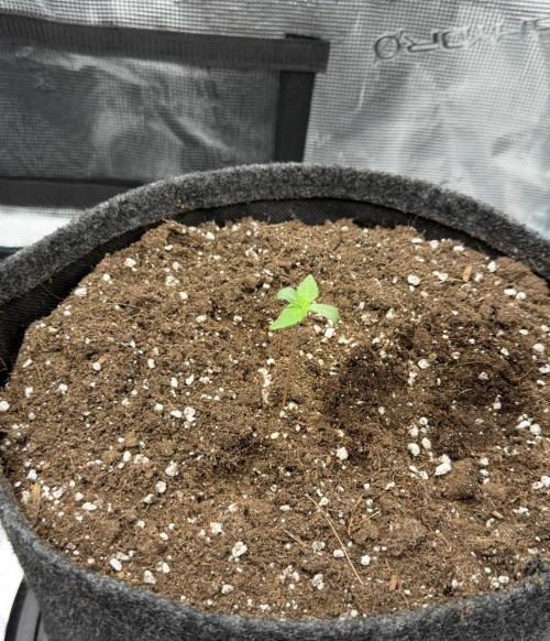 ｆｒｏｓｔｅｄｇｕａｖａ ❄️   | by Green House Seeds. Week 1