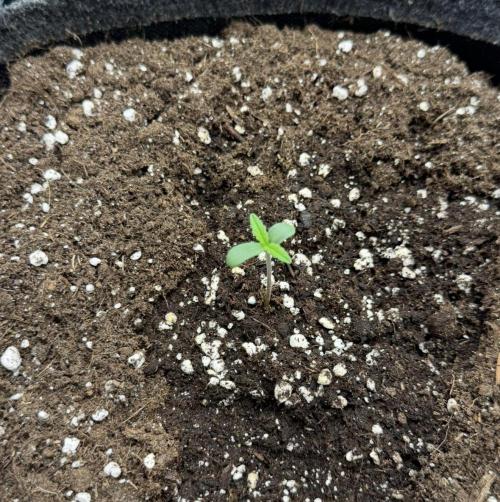 ｆｒｏｓｔｅｄｇｕａｖａ ❄️   | by Green House Seeds. Week 1