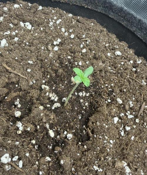 ｆｒｏｓｔｅｄｇｕａｖａ ❄️   | by Green House Seeds. Week 1