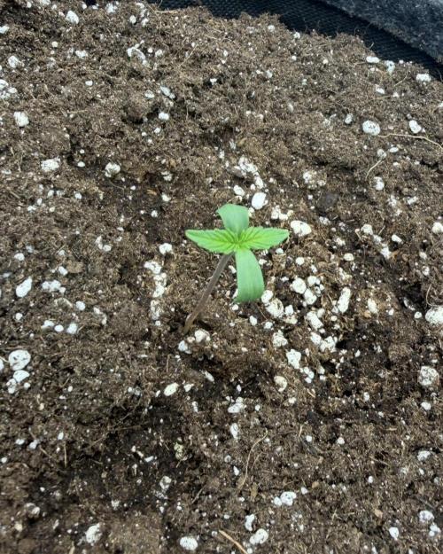 ｆｒｏｓｔｅｄｇｕａｖａ ❄️   | by Green House Seeds. Week 1