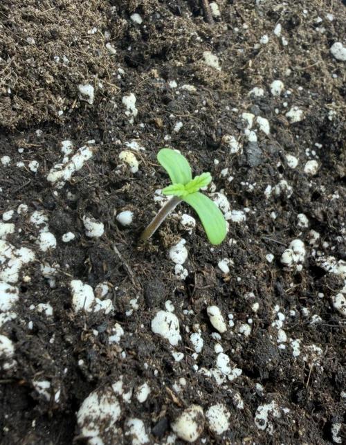 ｆｒｏｓｔｅｄｇｕａｖａ ❄️   | by Green House Seeds. Week 1