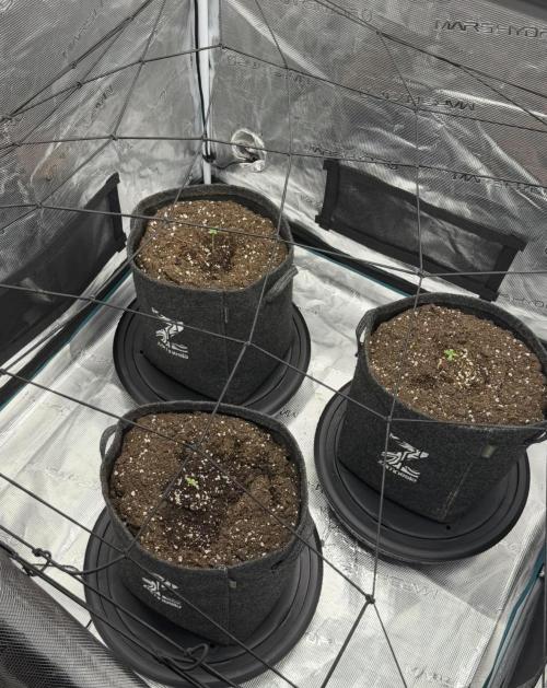 ｆｒｏｓｔｅｄｇｕａｖａ ❄️   | by Green House Seeds. Week 1