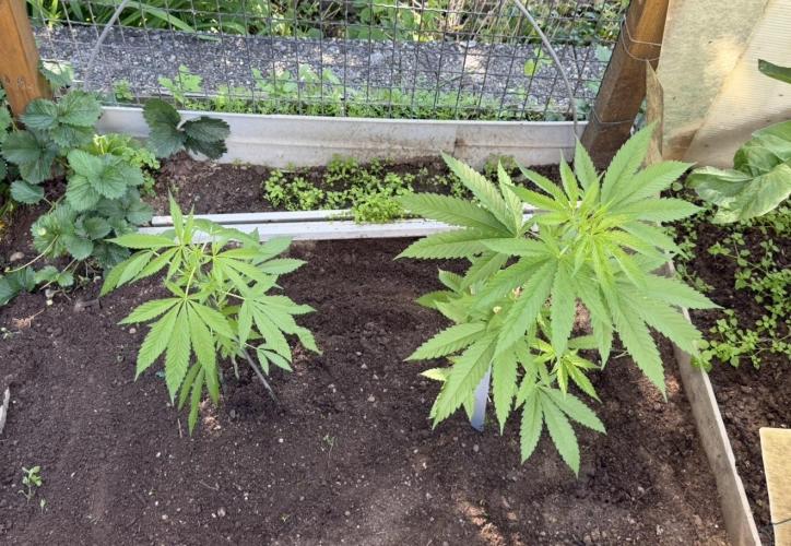 Air Lemon x Shishkaberry 🍋🍇. Week 8