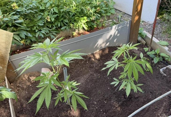 Air Lemon x Shishkaberry 🍋🍇. Week 8