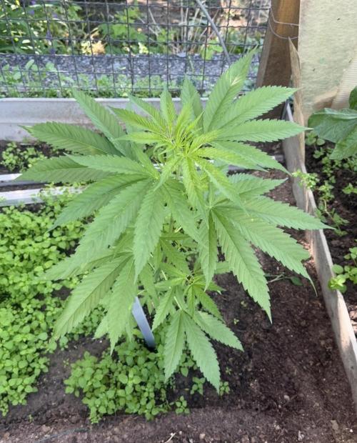 Air Lemon x Shishkaberry 🍋🍇. Week 8
