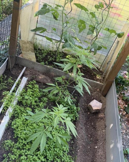 Air Lemon x Shishkaberry 🍋🍇. Week 8
