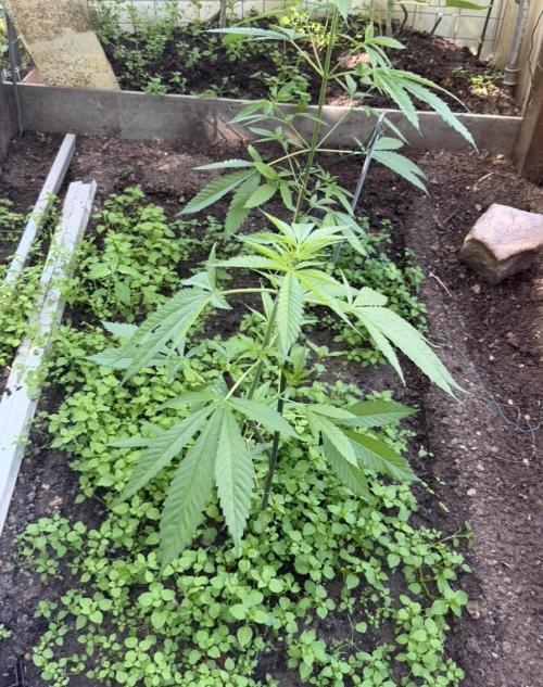 Air Lemon x Shishkaberry 🍋🍇. Week 8