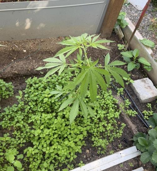 Air Lemon x Shishkaberry 🍋🍇. Week 8