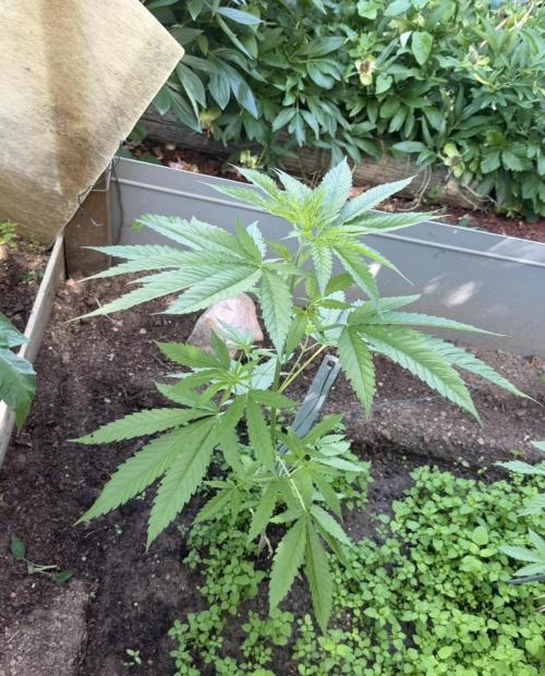 Air Lemon x Shishkaberry 🍋🍇. Week 8