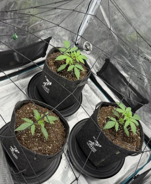 ｆｒｏｓｔｅｄｇｕａｖａ ❄️   | by Green House Seeds. Week 2