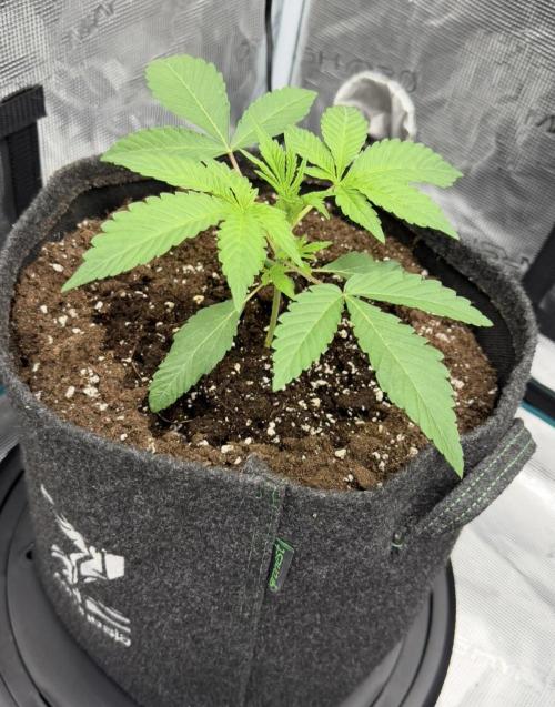 ｆｒｏｓｔｅｄｇｕａｖａ ❄️   | by Green House Seeds. Week 2