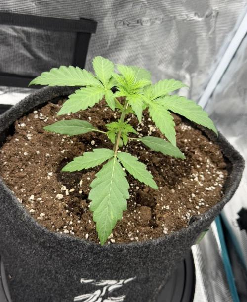 ｆｒｏｓｔｅｄｇｕａｖａ ❄️   | by Green House Seeds. Week 2