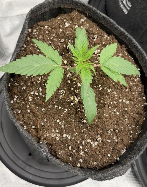 ｆｒｏｓｔｅｄｇｕａｖａ ❄️   | by Green House Seeds. Week 2