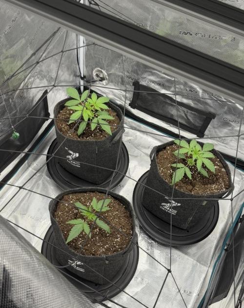 ｆｒｏｓｔｅｄｇｕａｖａ ❄️   | by Green House Seeds. Week 2
