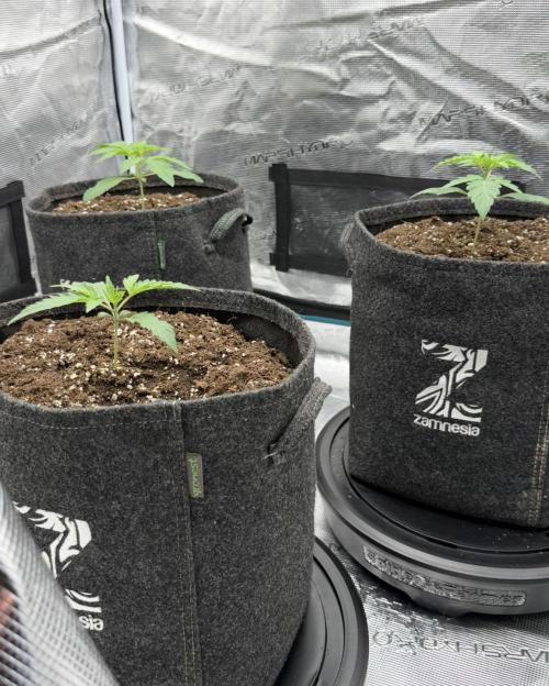 ｆｒｏｓｔｅｄｇｕａｖａ ❄️   | by Green House Seeds. Week 2