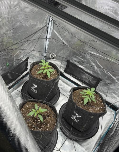 ｆｒｏｓｔｅｄｇｕａｖａ ❄️   | by Green House Seeds. Week 2