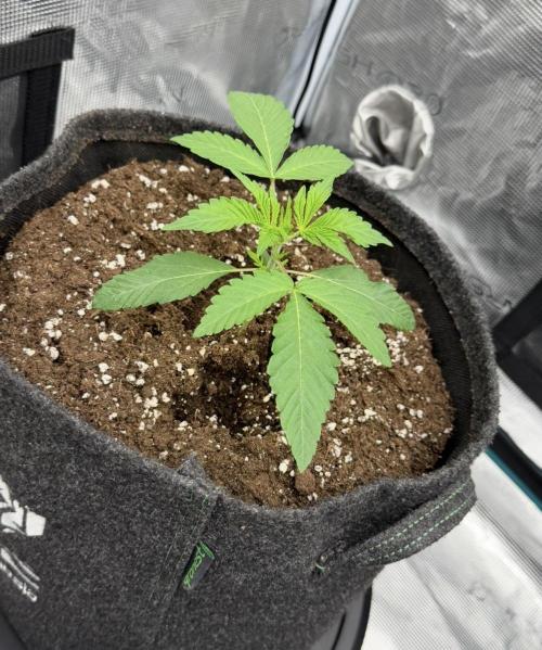 ｆｒｏｓｔｅｄｇｕａｖａ ❄️   | by Green House Seeds. Week 2