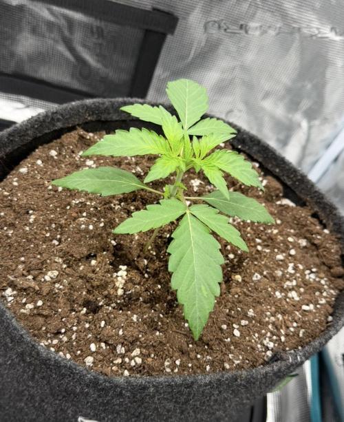ｆｒｏｓｔｅｄｇｕａｖａ ❄️   | by Green House Seeds. Week 2