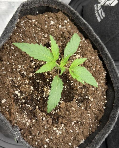 ｆｒｏｓｔｅｄｇｕａｖａ ❄️   | by Green House Seeds. Week 2