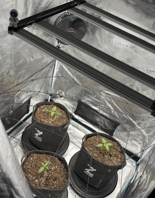 ｆｒｏｓｔｅｄｇｕａｖａ ❄️   | by Green House Seeds. Week 2