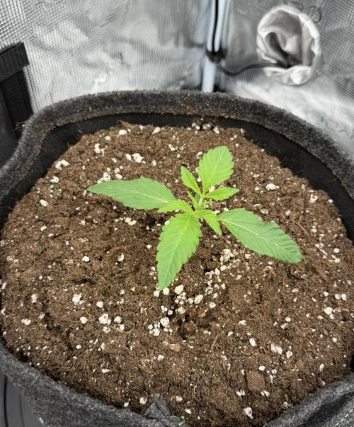 ｆｒｏｓｔｅｄｇｕａｖａ ❄️   | by Green House Seeds. Week 2