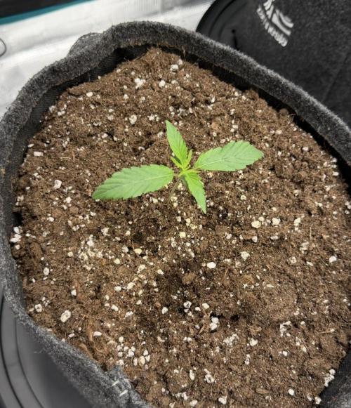 ｆｒｏｓｔｅｄｇｕａｖａ ❄️   | by Green House Seeds. Week 2