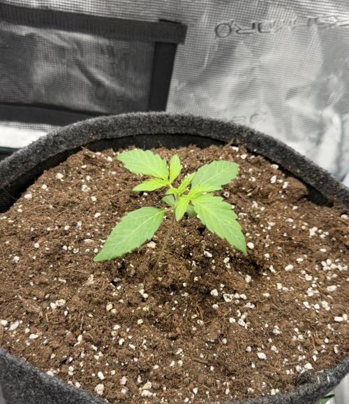 ｆｒｏｓｔｅｄｇｕａｖａ ❄️   | by Green House Seeds. Week 2