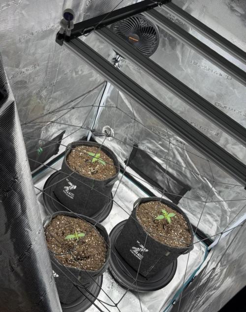 ｆｒｏｓｔｅｄｇｕａｖａ ❄️   | by Green House Seeds. Week 2