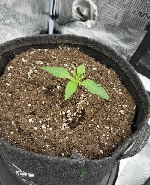 ｆｒｏｓｔｅｄｇｕａｖａ ❄️   | by Green House Seeds. Week 2