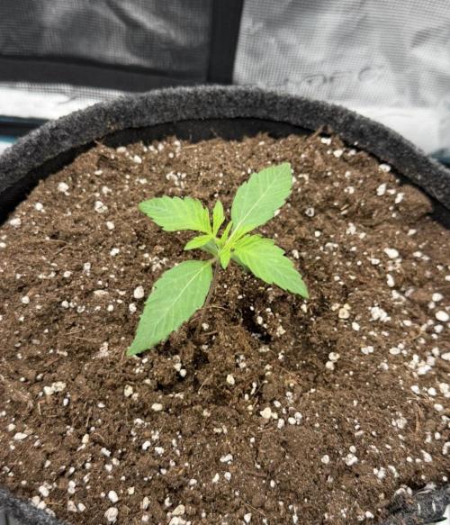 ｆｒｏｓｔｅｄｇｕａｖａ ❄️   | by Green House Seeds. Week 2