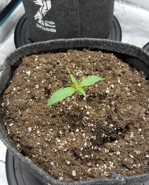 ｆｒｏｓｔｅｄｇｕａｖａ ❄️   | by Green House Seeds. Week 2