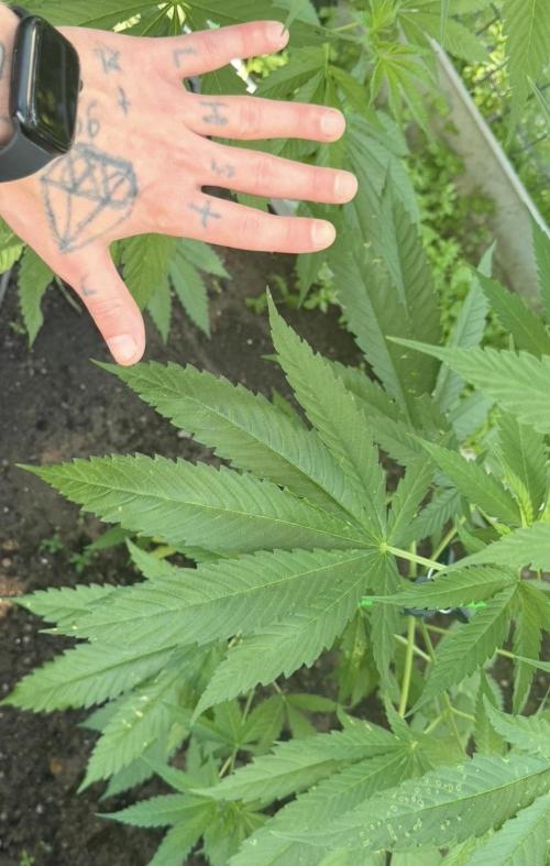 Air Lemon x Shishkaberry 🍋🍇 by GH Seeds. Week 9