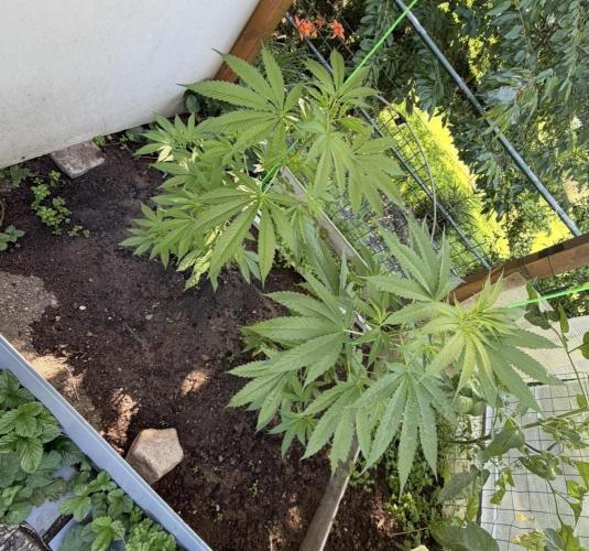 Air Lemon x Shishkaberry 🍋🍇 by GH Seeds. Week 9