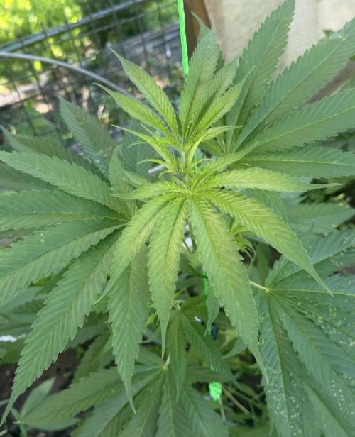 Air Lemon x Shishkaberry 🍋🍇 by GH Seeds. Week 9
