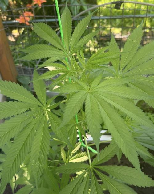 Air Lemon x Shishkaberry 🍋🍇 by GH Seeds. Week 9