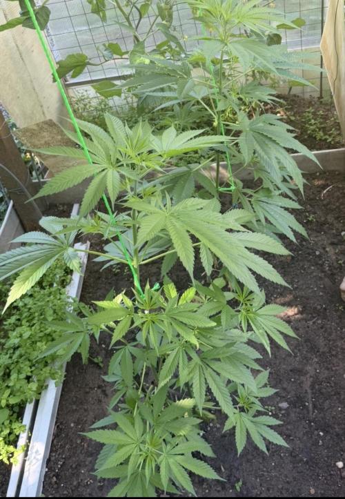 Air Lemon x Shishkaberry 🍋🍇 by GH Seeds. Week 9
