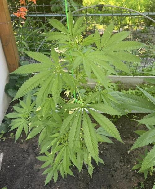 Air Lemon x Shishkaberry 🍋🍇 by GH Seeds. Week 9