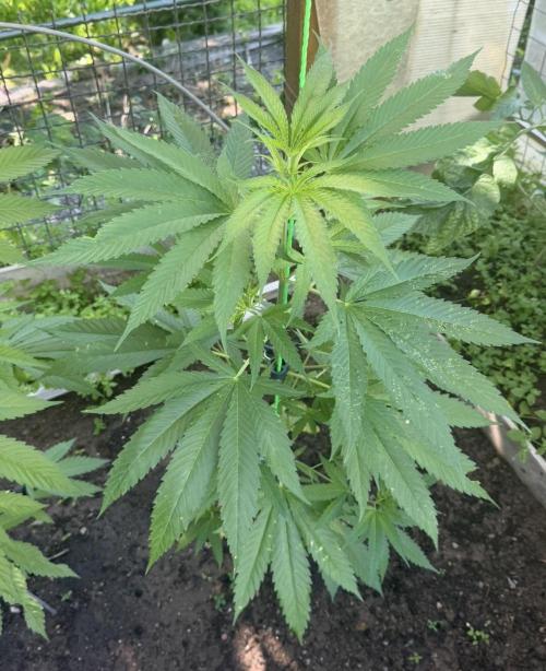 Air Lemon x Shishkaberry 🍋🍇 by GH Seeds. Week 9