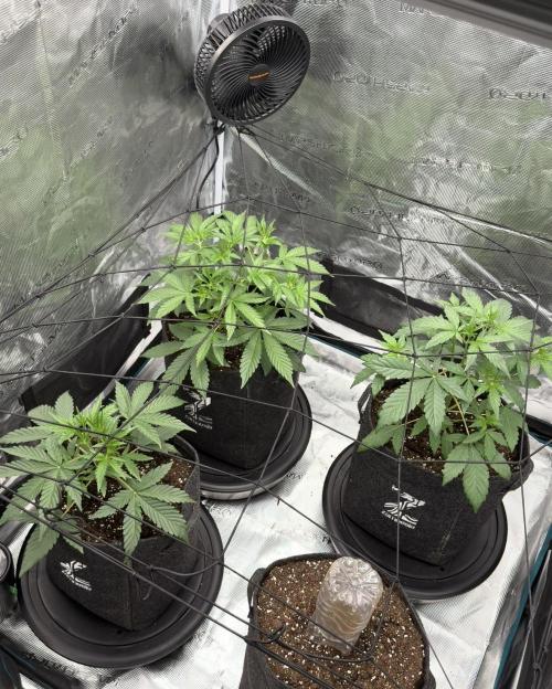 ｆｒｏｓｔｅｄｇｕａｖａ ❄️   | by Green House Seeds. Week 3